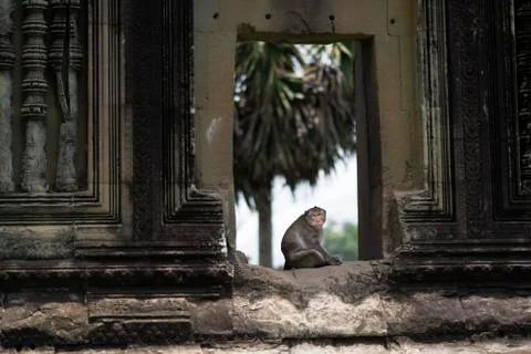 Wild macaque monkey at Angkor Wat Temple, near Siem Reap, Cambodia Foto stock