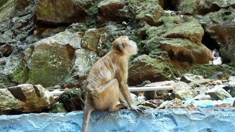 Wild Macaque Monkey in Batu Caves with a Banana Stock Footage 124140335