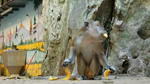 Wild Macaque Monkey in Batu Caves with a Banana Stock Footage 124140936