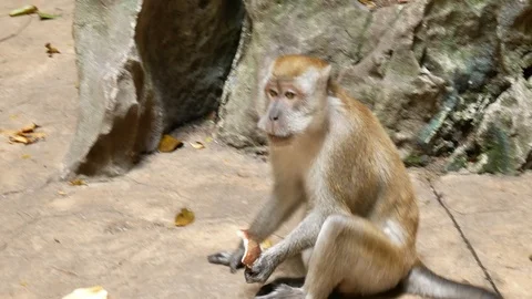 Wild Macaque Monkey in Batu Caves with a Banana Stock Footage 124141000