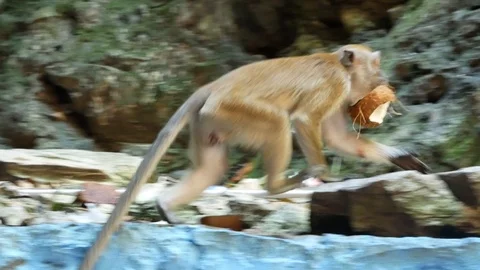 Wild Macaque Monkey in Batu Caves with a Banana Stock Footage 124141041