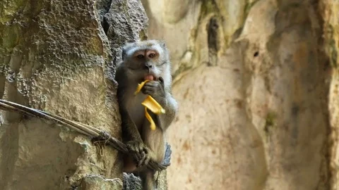 Wild Macaque Monkey in Batu Caves with a Banana Stock Footage 124141089