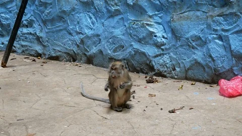 Wild Macaque Monkey in Batu Caves with a Banana Stock Footage 124141387