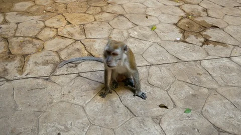 Wild Macaque Monkey in Batu Caves with a Banana Stock Footage 124141477