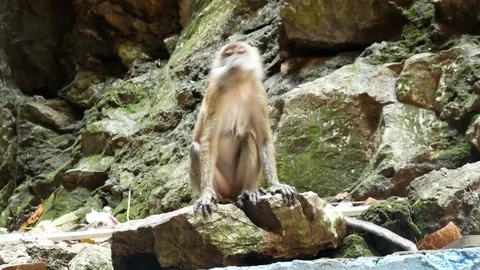 Wild Macaque Monkey in Batu Caves with a Banana Stock Footage 124141498