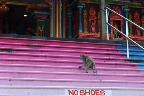 A wild macaque monkey climbs the brightly painted pink stairs Stock Photos