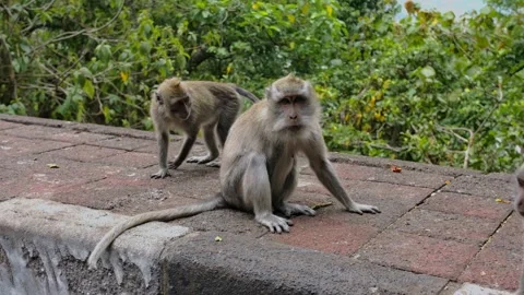 A wild macaque monkey eating a banana in north of Bali, Indonesia. Stock Footage 255342693