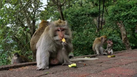 A wild macaque monkey eating a banana in north of Bali, Indonesia. Stock Footage 255342787