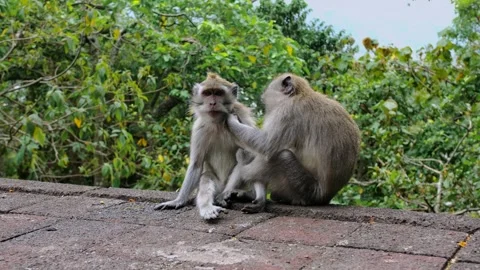 A wild macaque monkey eating a banana in north of Bali, Indonesia. Stock Footage 255342818