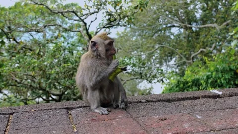 A wild macaque monkey eating a banana in north of Bali, Indonesia. Vídeo Stock 255414283