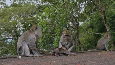 A wild macaque monkey eating a banana in north of Bali, Indonesia. Vídeos de archivo 255414333
