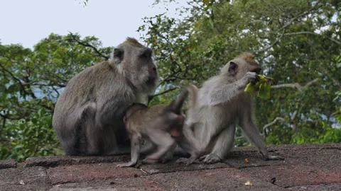 A wild macaque monkey eating a banana in north of Bali, Indonesia. Stockbeeldmateriaal 255687010
