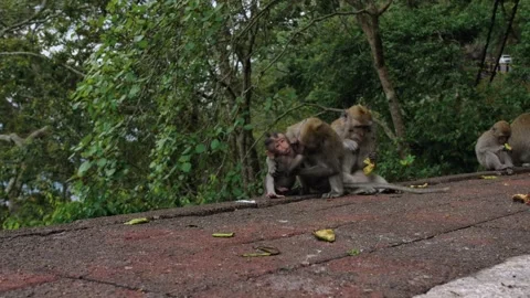 A wild macaque monkey eating a banana in north of Bali, Indonesia. Vídeo Stock 255992852