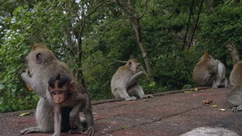 A wild macaque monkey eating a banana in north of Bali, Indonesia. Stock Footage 256151336