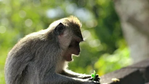 A wild macaque monkey eating a banana in north of Bali, Indonesia. Stock Footage 256151366