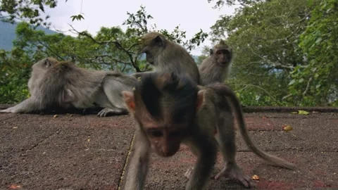 A wild macaque monkey eating a banana in north of Bali, Indonesia. 库存影片 256151380