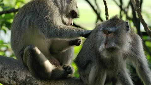 A wild macaque monkey eating a banana in north of Bali, Indonesia. Stock Footage 256151420