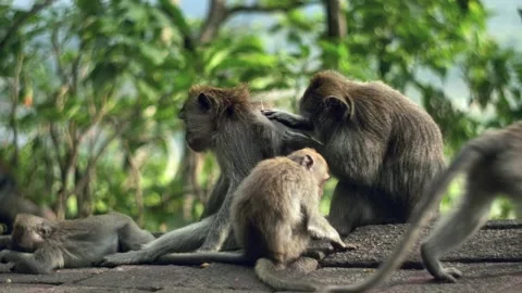 A wild macaque monkey eating a banana in north of Bali, Indonesia. Stockbeeldmateriaal 256151437