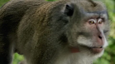 A wild macaque monkey eating a banana in north of Bali, Indonesia. Stock Footage 256151456