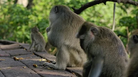 A wild macaque monkey eating a banana in north of Bali, Indonesia. Stock Footage 256223702