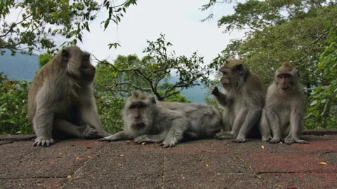 A wild macaque monkey eating a banana in north of Bali, Indonesia. Stockbeeldmateriaal 256223723