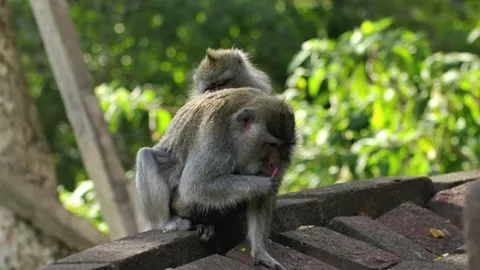 A wild macaque monkey eating a banana in north of Bali, Indonesia. Stockbeeldmateriaal 256223908