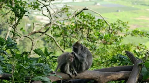A wild macaque monkey eating a banana in north of Bali, Indonesia. Stockbeeldmateriaal 256223949