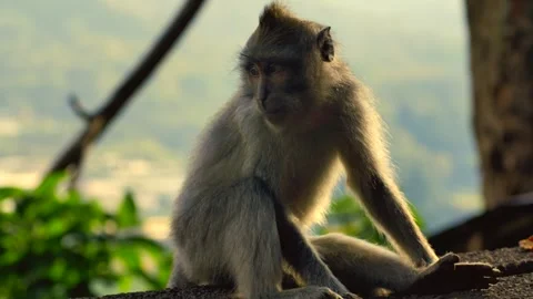 A wild macaque monkey eating a banana in north of Bali, Indonesia. Stock Footage 257423315
