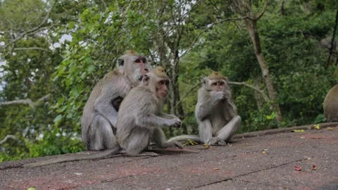 A wild macaque monkey eating a banana in north of Bali, Indonesia. Stockbeeldmateriaal 257423419