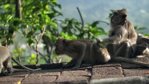 A wild macaque monkey eating a banana in north of Bali, Indonesia. Stockbeeldmateriaal 257423581