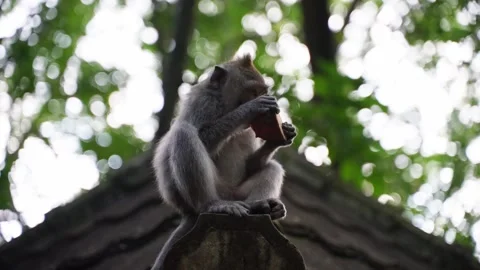 Wild macaque monkey eating a coconut on a roof monkey forest ubud 스톡 동영상 330767410