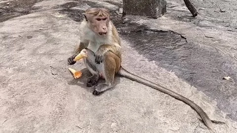 Wild Macaque Monkey Eating An Ice Cream Cone 動画素材 334716928