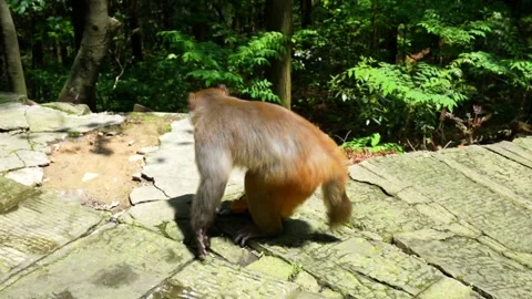 Wild macaque monkey eating a snack in Zhangjiajie National Forest Park Stock Footage 336698547