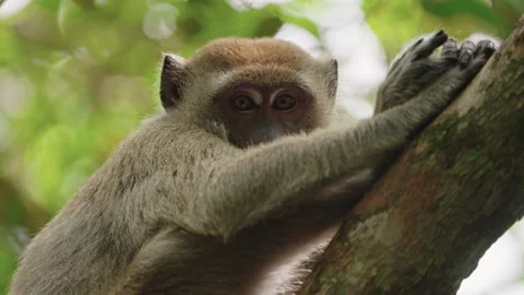 Wild macaque monkey eyes Video stock 327943994