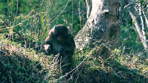 Wild Macaque Monkey Foraging for Food Under Tree in Natural Forest Habitat 스톡 동영상 332138245