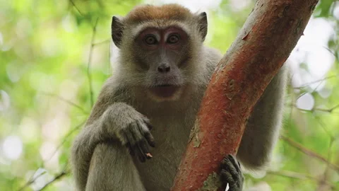 Wild macaque monkey looking at camera 스톡 동영상 327943983
