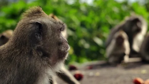 A wild macaque monkey in north of Bali, Indonesia. Stock Footage 257687234