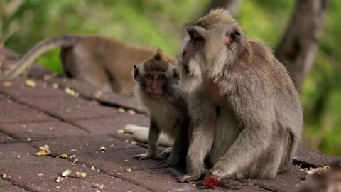 A wild macaque monkey in north of Bali, Indonesia. 库存影片 257687420