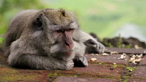 A wild macaque monkey in north of Bali, Indonesia. Stockbeeldmateriaal 257687676