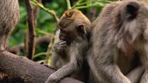 A wild macaque monkey in north of Bali, Indonesia. Stock Footage 257687756