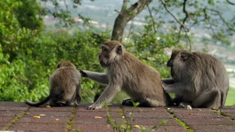 A wild macaque monkey in north of Bali, Indonesia. Stock Footage 257687921