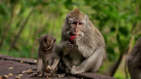A wild macaque monkey in north of Bali, Indonesia. Stock Footage 257687976
