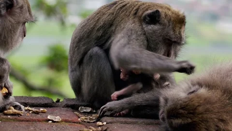 A wild macaque monkey in north of Bali, Indonesia. Stockbeeldmateriaal 257688300