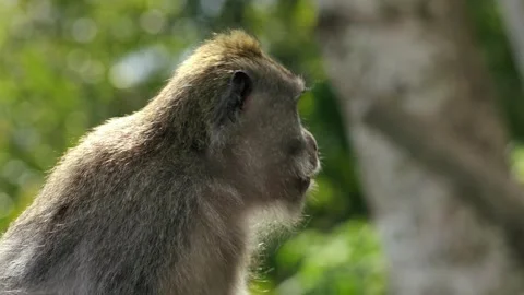 A wild macaque monkey in north of Bali, Indonesia. Stock Footage 257828278