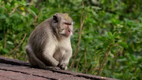 A wild macaque monkey in north of Bali, Indonesia. Stock Footage 257828644