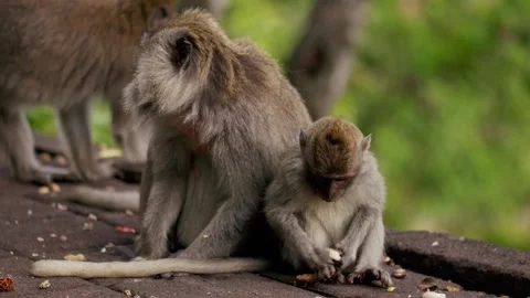 A wild macaque monkey in north of Bali, Indonesia. Stock Footage 257828671