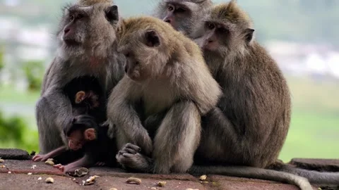 A wild macaque monkey in north of Bali, Indonesia. Stockbeeldmateriaal 257828792