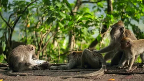 A wild macaque monkey in north of Bali, Indonesia. Stockbeeldmateriaal 257925030