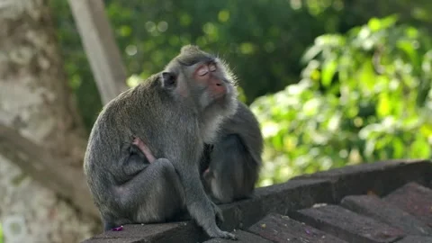 A wild macaque monkey in north of Bali, Indonesia. Stock Footage 257925164