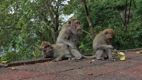 A wild macaque monkey in north of Bali, Indonesia. Stock Footage 257925355